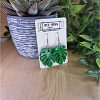 Monstera Green Leaf Glitter Earrings – Green Resin Earrings 2 (3)